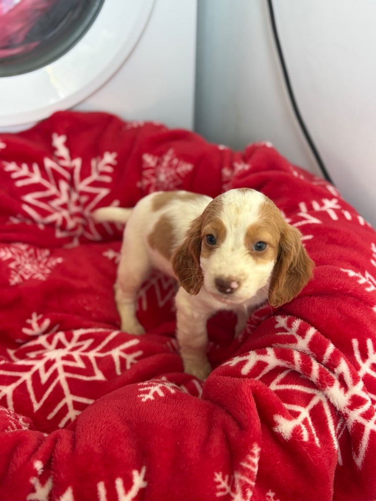 Beautiful Cocker Spaniel Puppys 😍