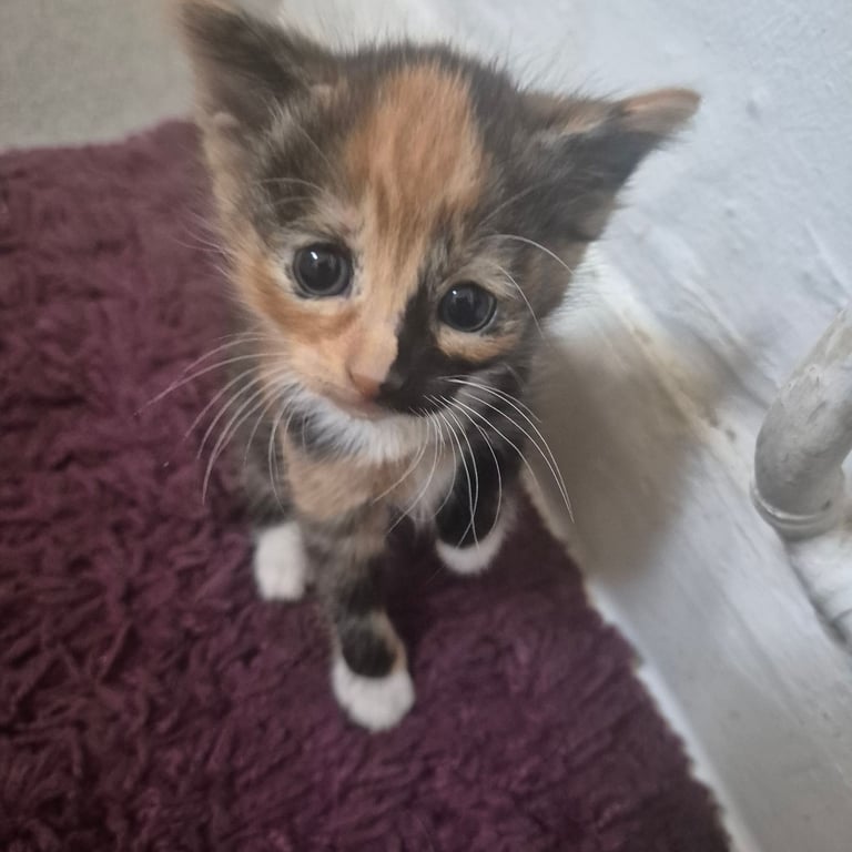 Gorgeous kittens for sale