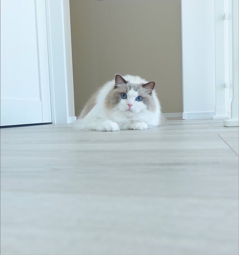 Available ragdoll kitten