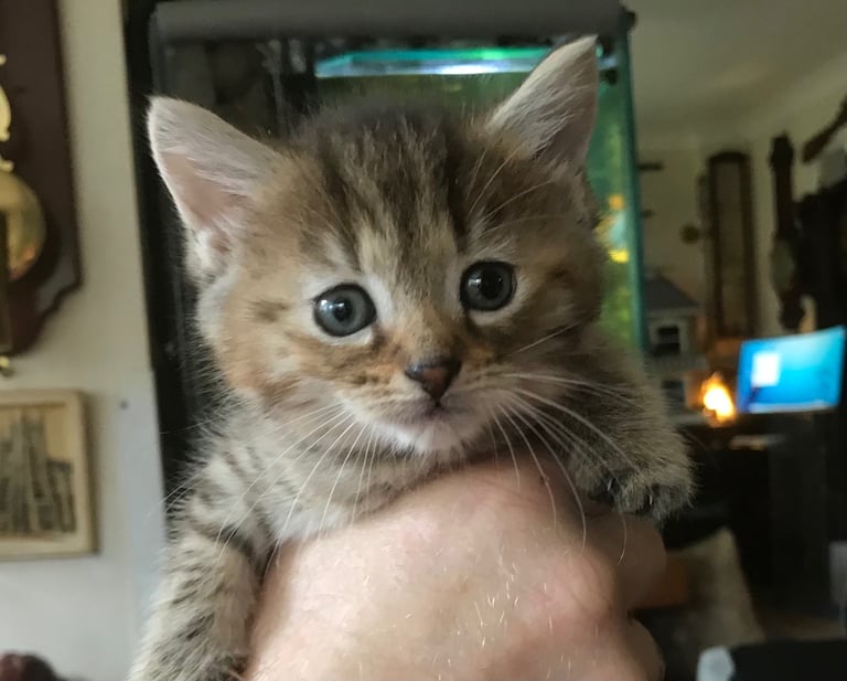 2 Beautiful Fluffy Tabby Kittens for sale