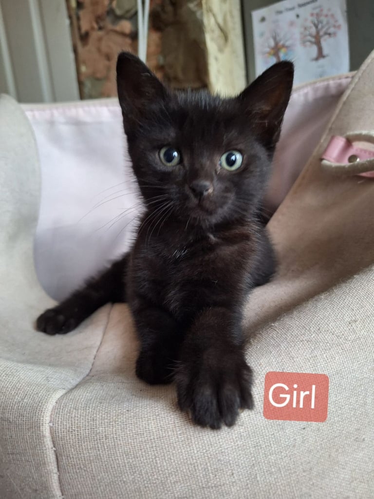 Adorable Kitten for sale 