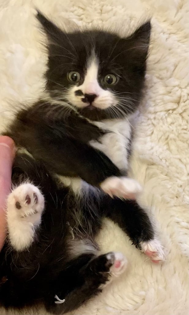Turkish black and white angora kitten 