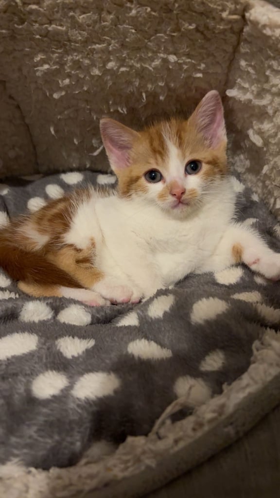 Adorable 8-Week-Old Ginger Kitten Looking for a Loving Home 🐾