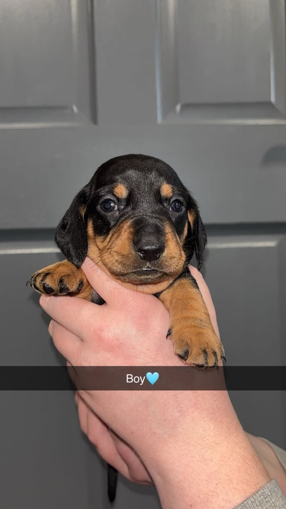 Miniature Dachshund Puppies 