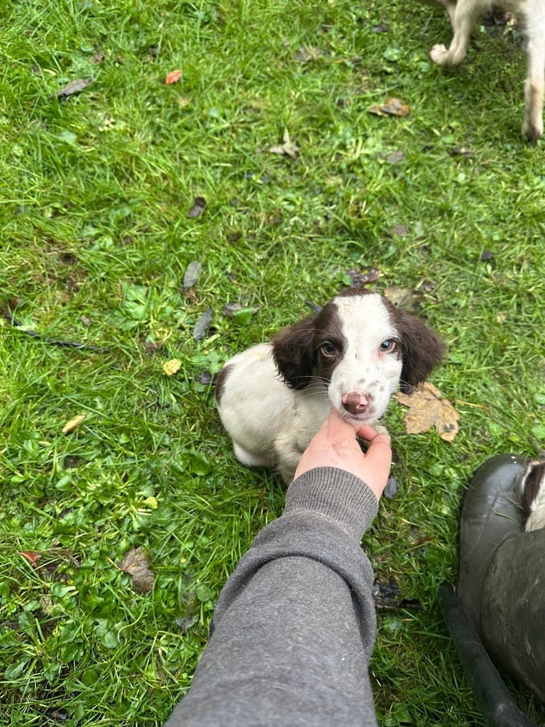Springer spaniel pups 