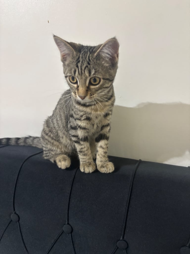 Female kitten litter trained 