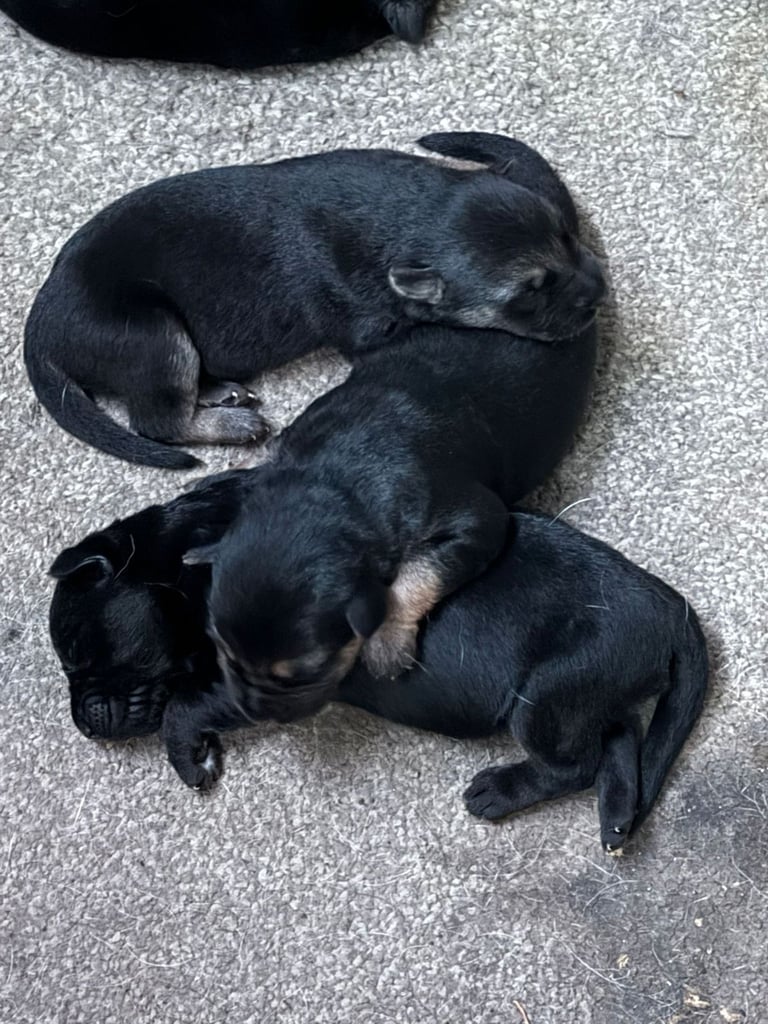 German Shepherd x Labrador puppies