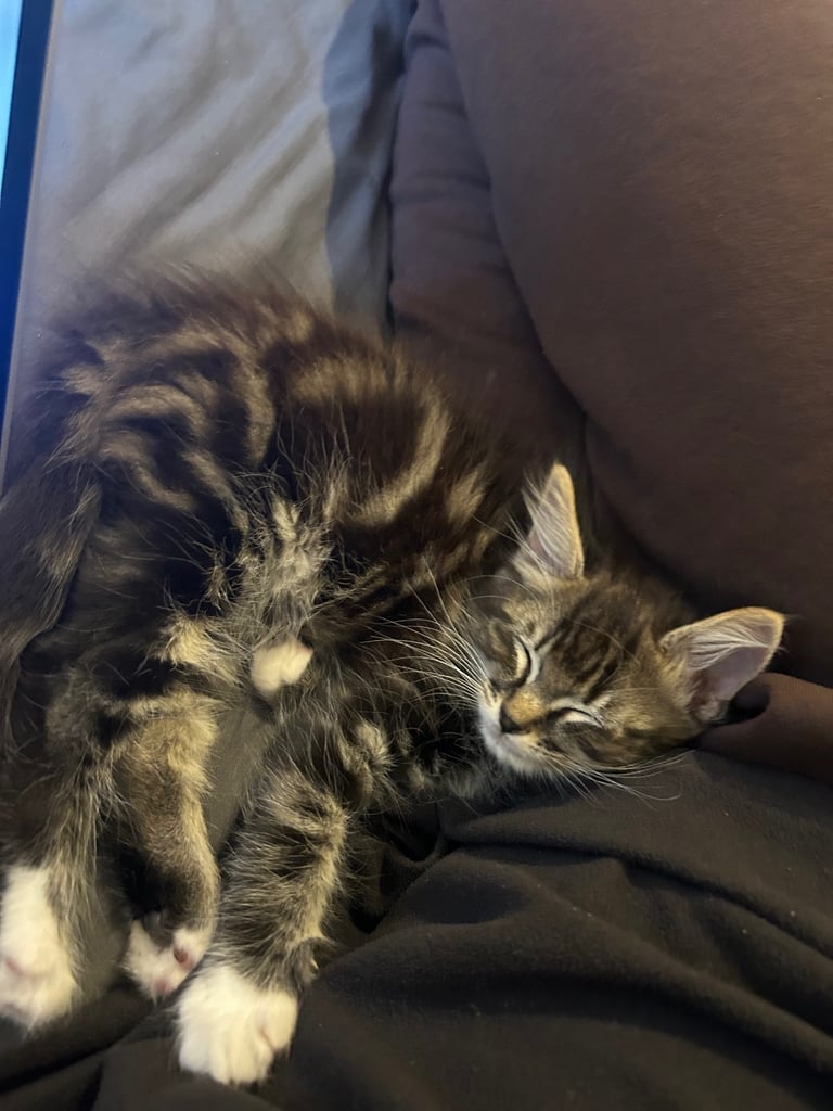 Maine Coone Tabby Mix