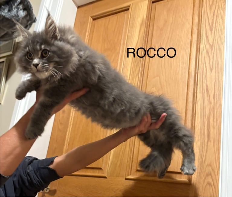 OUTSTANDING MAINE COON KITTENS