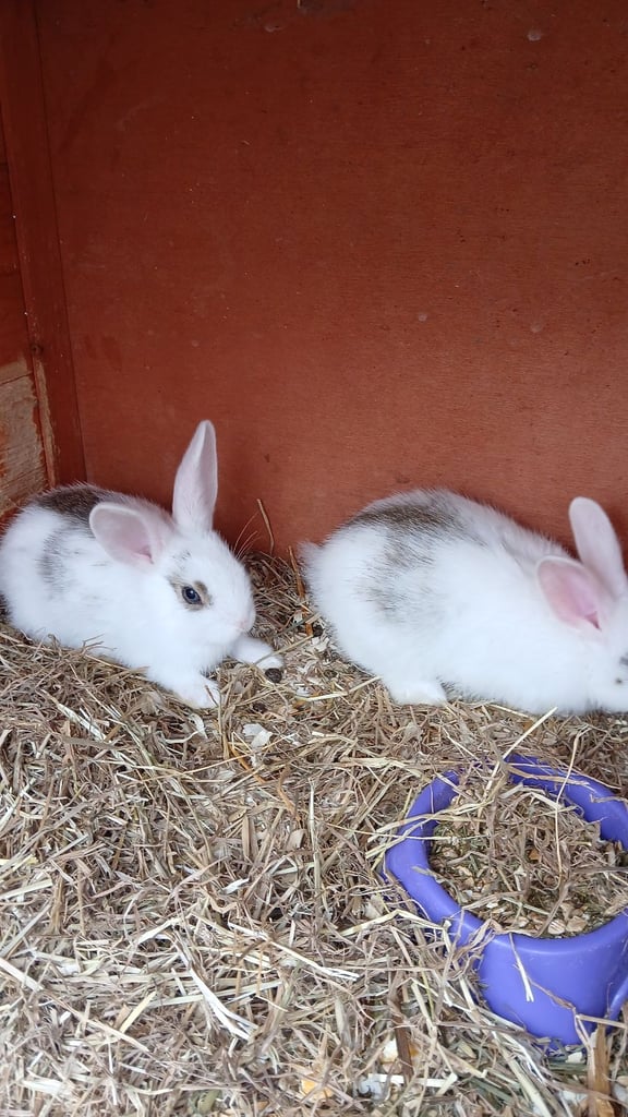 Babys  8 weeks