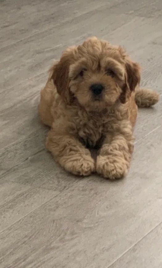 Cockapoo puppy 