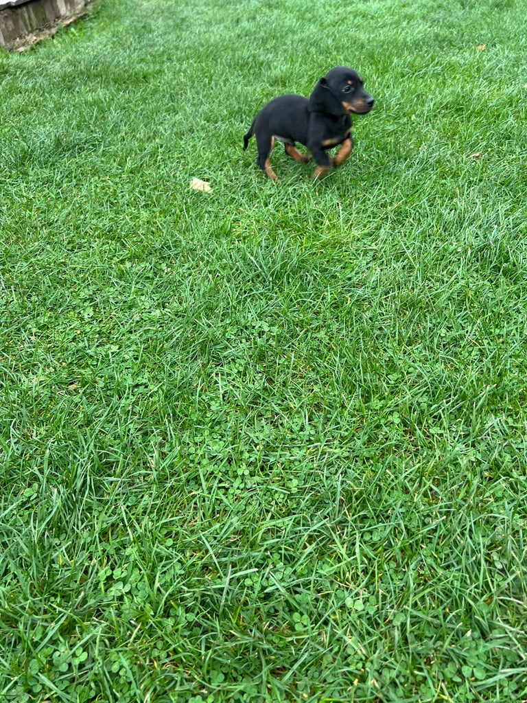 Dachshund puppies 🐶 