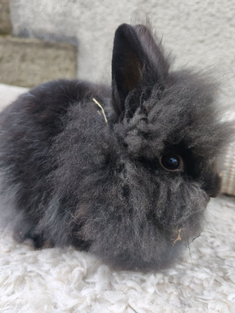  lionhead young male rabbit 