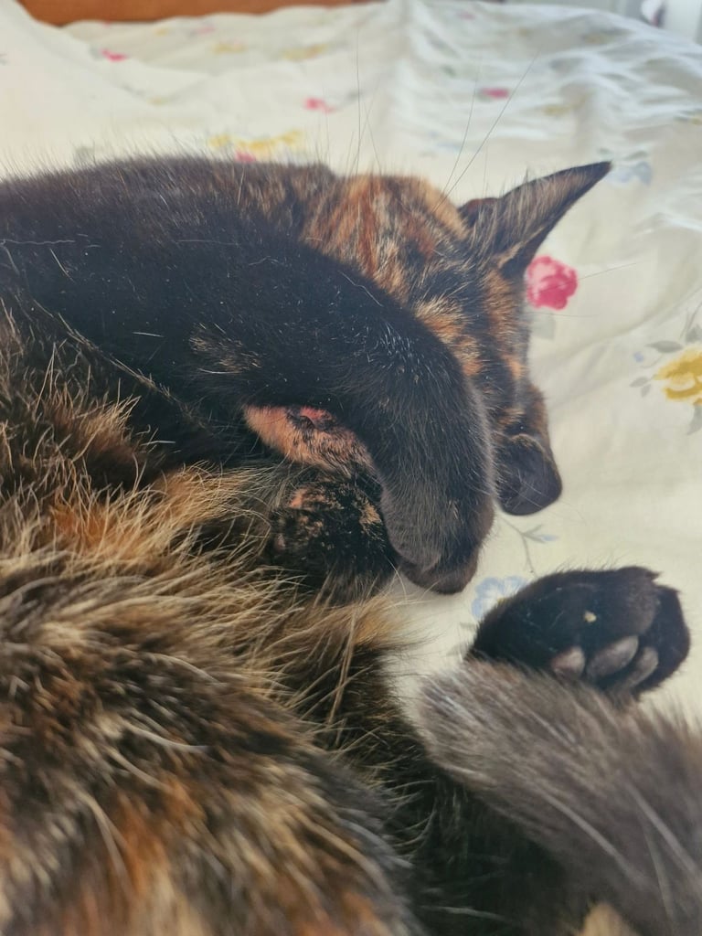 BEAUTIFUL TORTY SAGE 