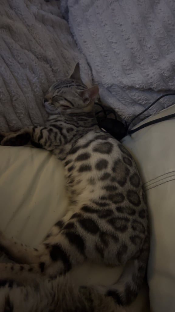 Bengal kittens 16 weeks 