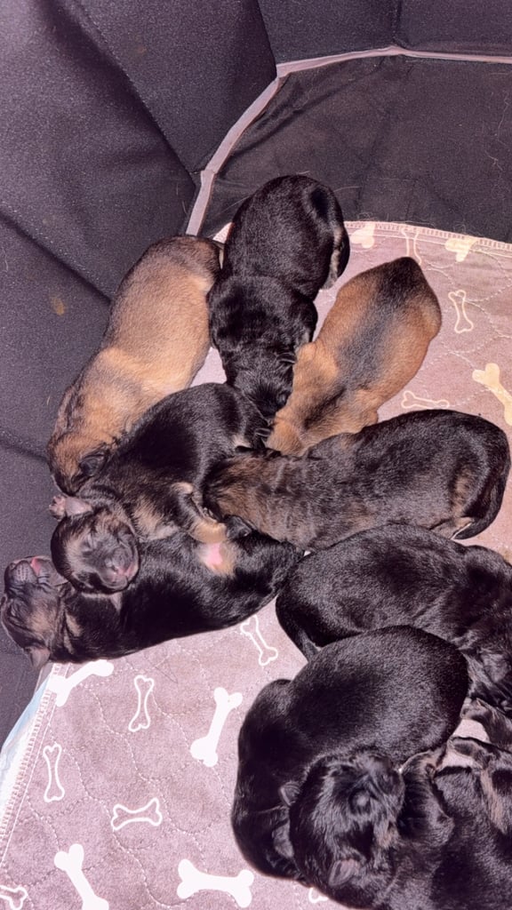 German Shepard puppies for sale 
