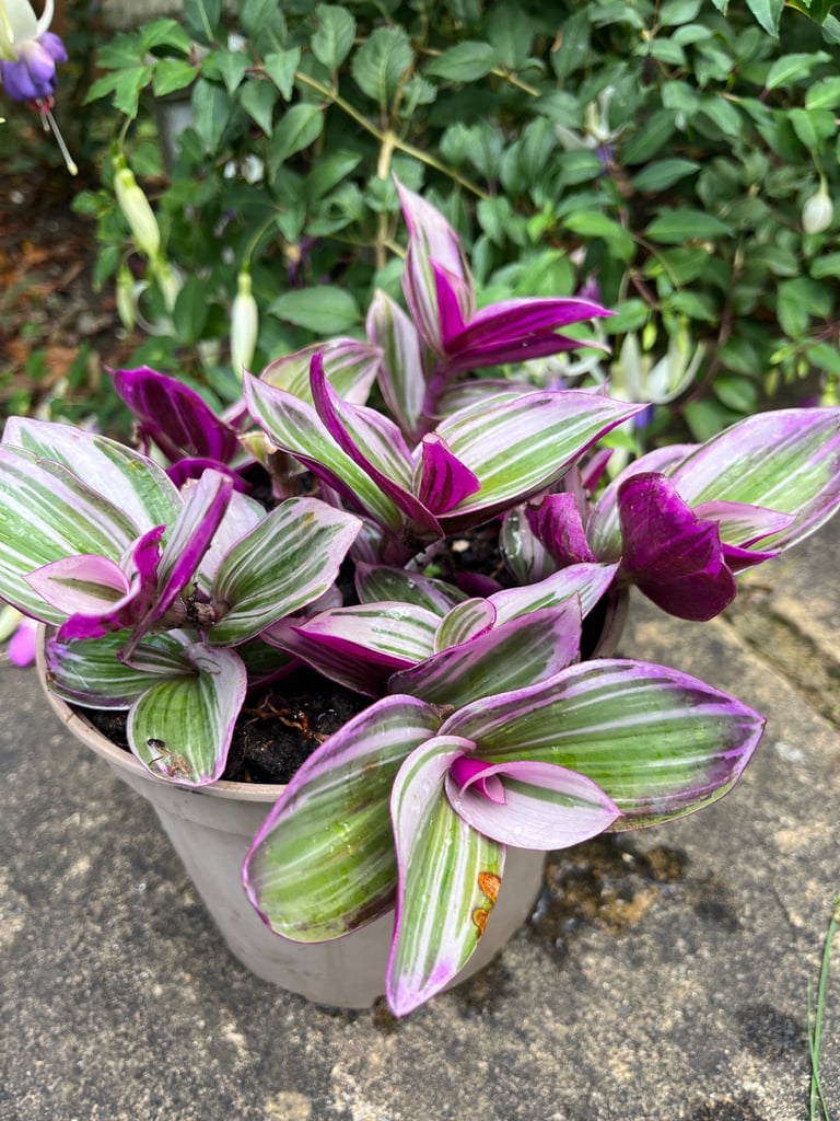 Vibrant Tradescantia in 23cm Pot - Striking Purple & Green Foliage