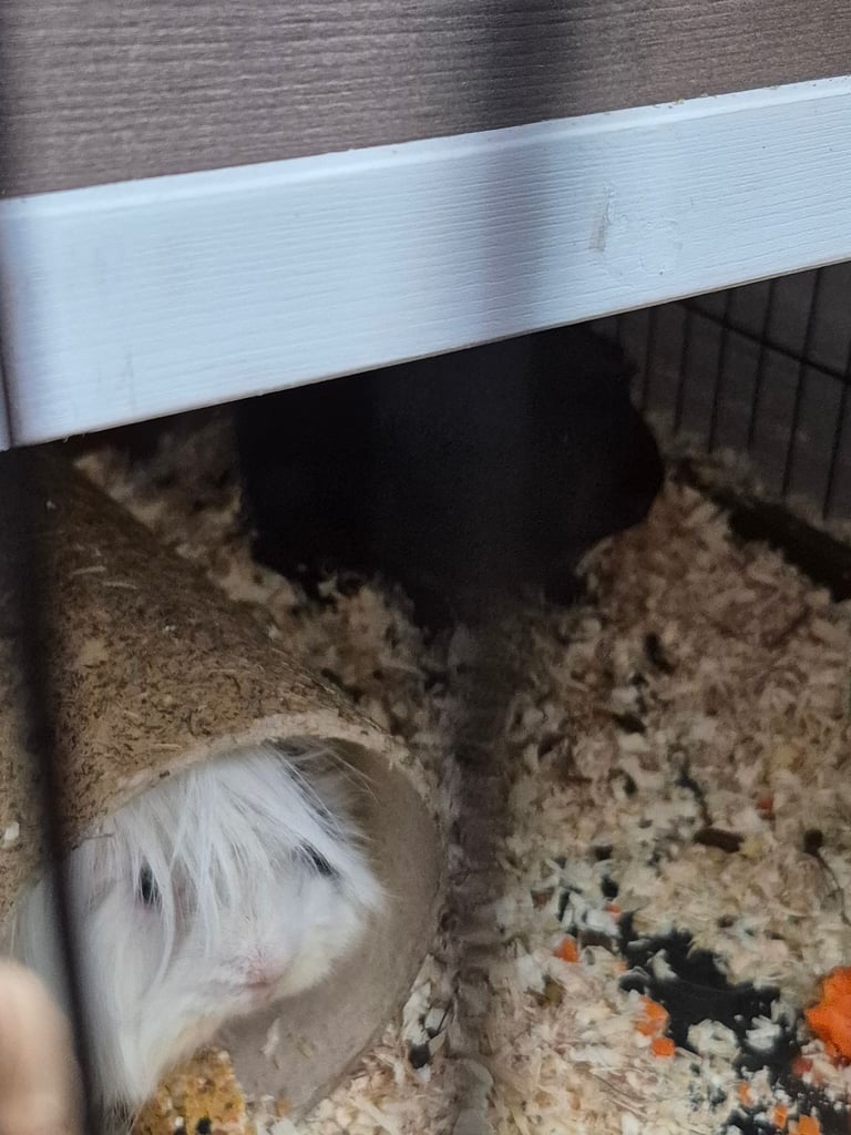 image for Guinea pigs
