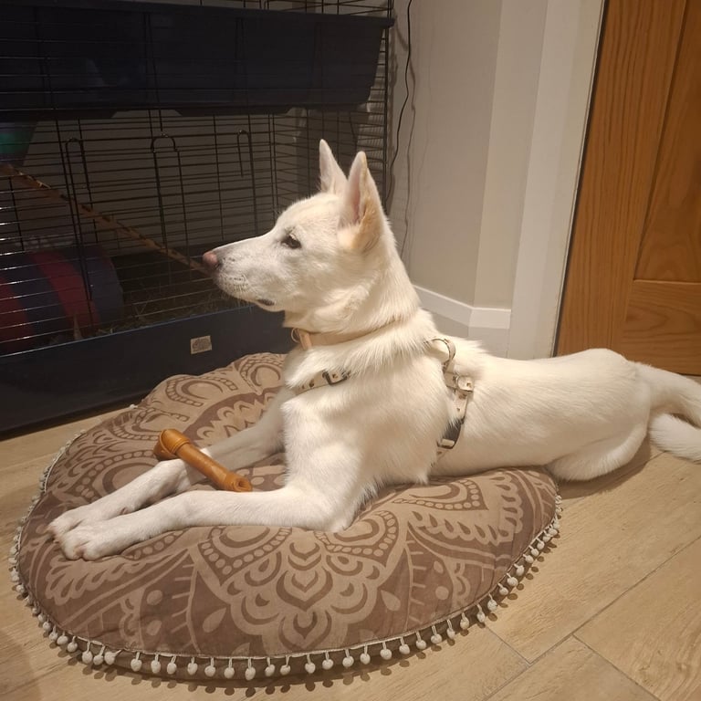 Dogs Puppies for Sale in Northern Ireland Gumtree