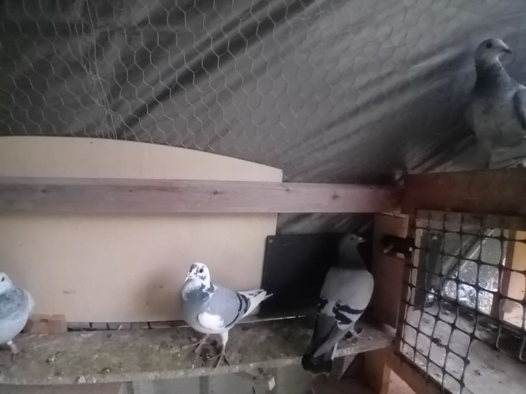 Sell pigeons 