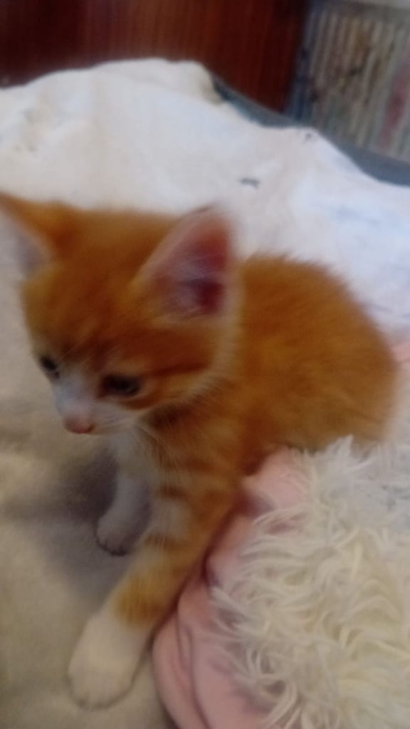 Small kitten 
