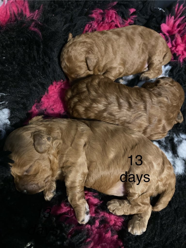 F1B TINY COCKAPOOS