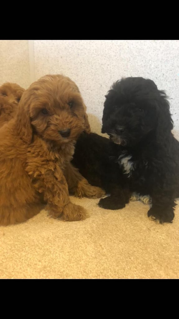 Cockapoo Puppies For Sale 