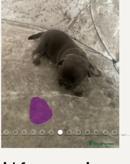 Beautiful frug puppies for sale