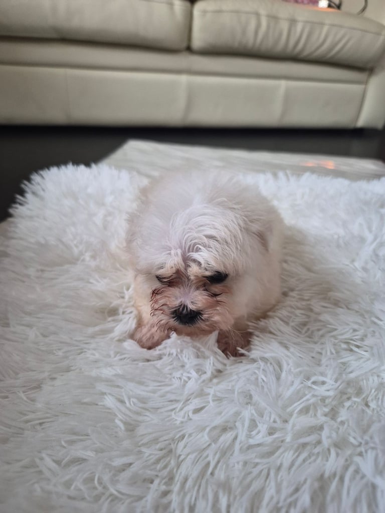  Bichon frise Crossed martens 