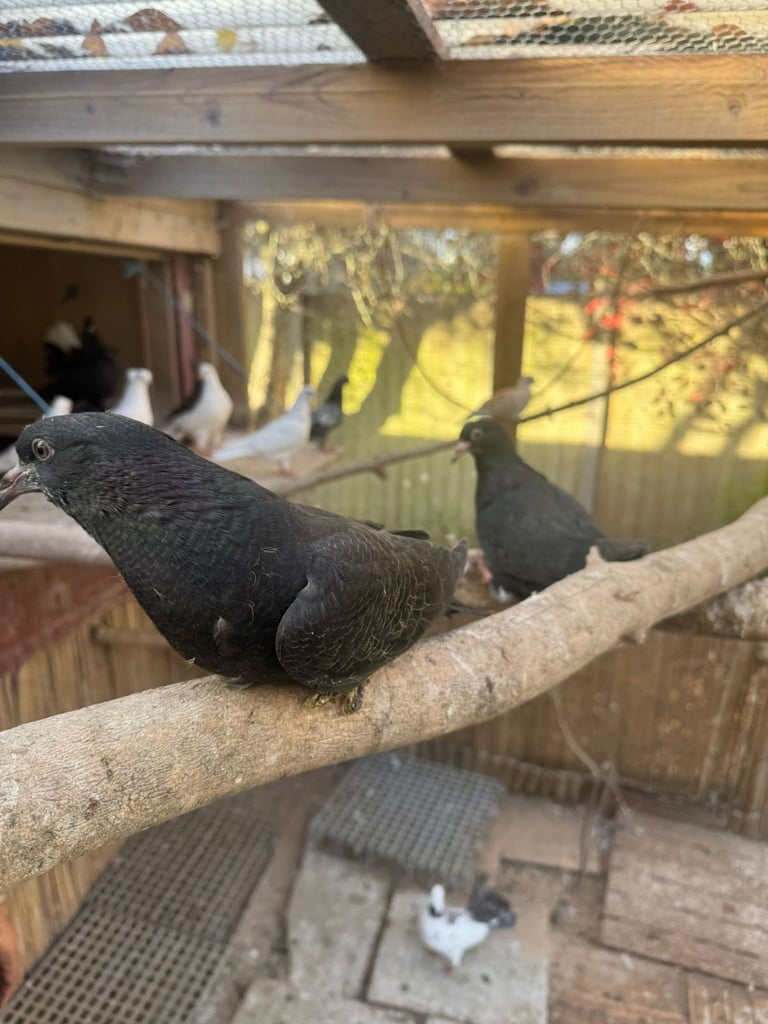 Pigeons for sale 