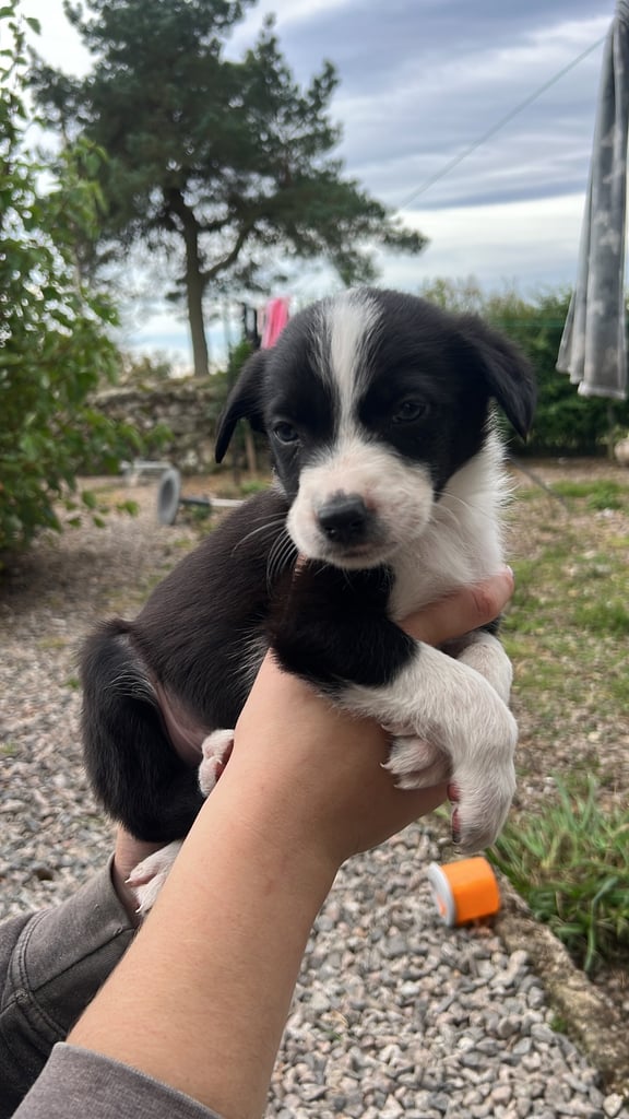 6 Working collie pups