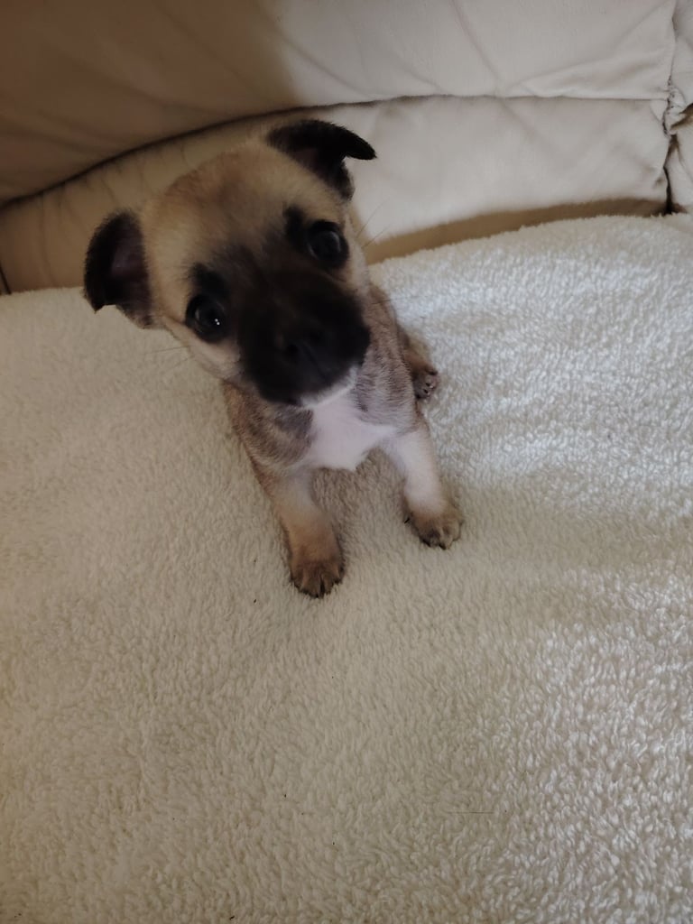 Chihuahua male