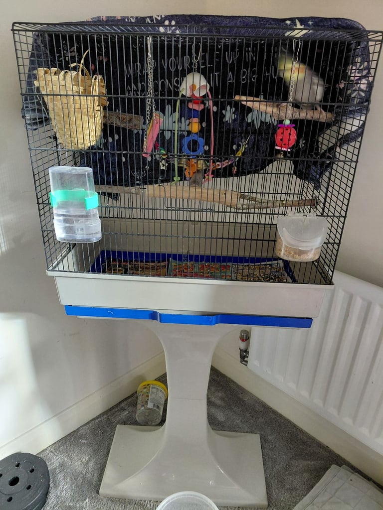 image for Cockerteil for sale