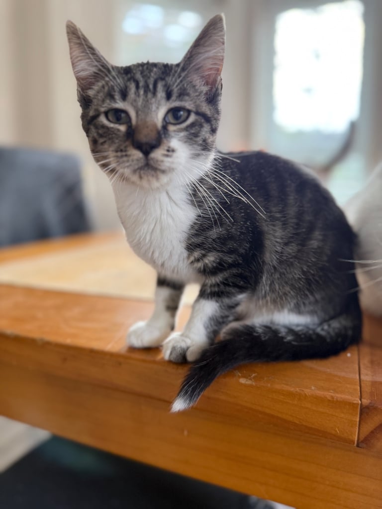 Cats and kittens to be rehomed 