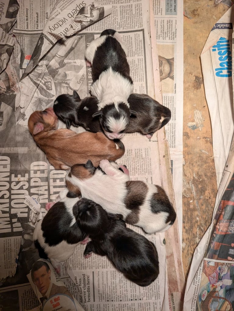 image for Shih Tzu pups