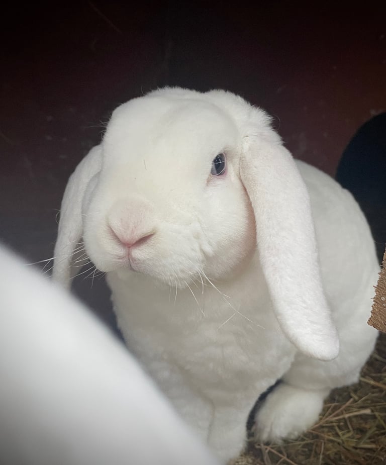 Gorgeous Mini Plush Lop Boy