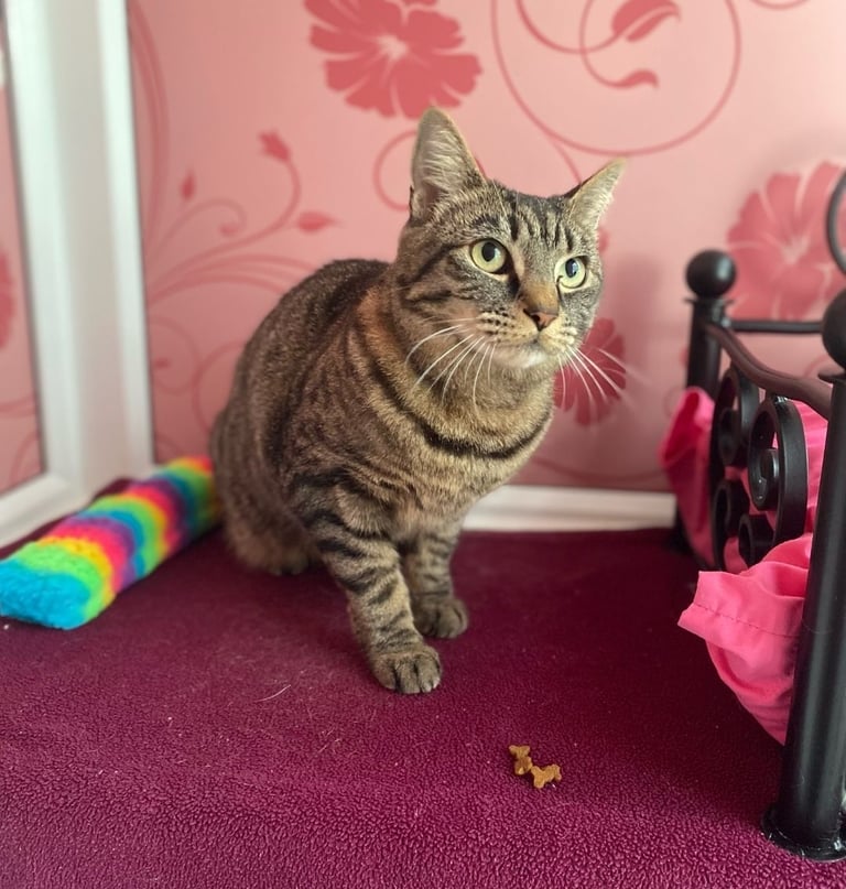 Affectionate, friendly and loving cat for Adoption