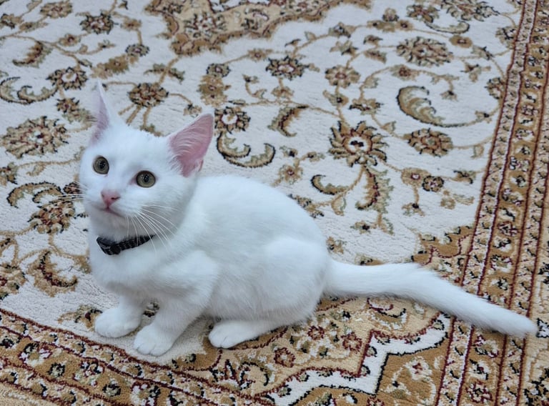 image for White kitten