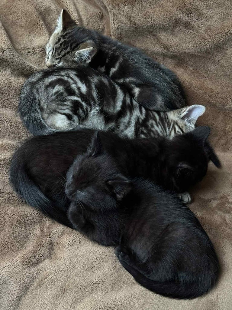 image for Adorable kittens 