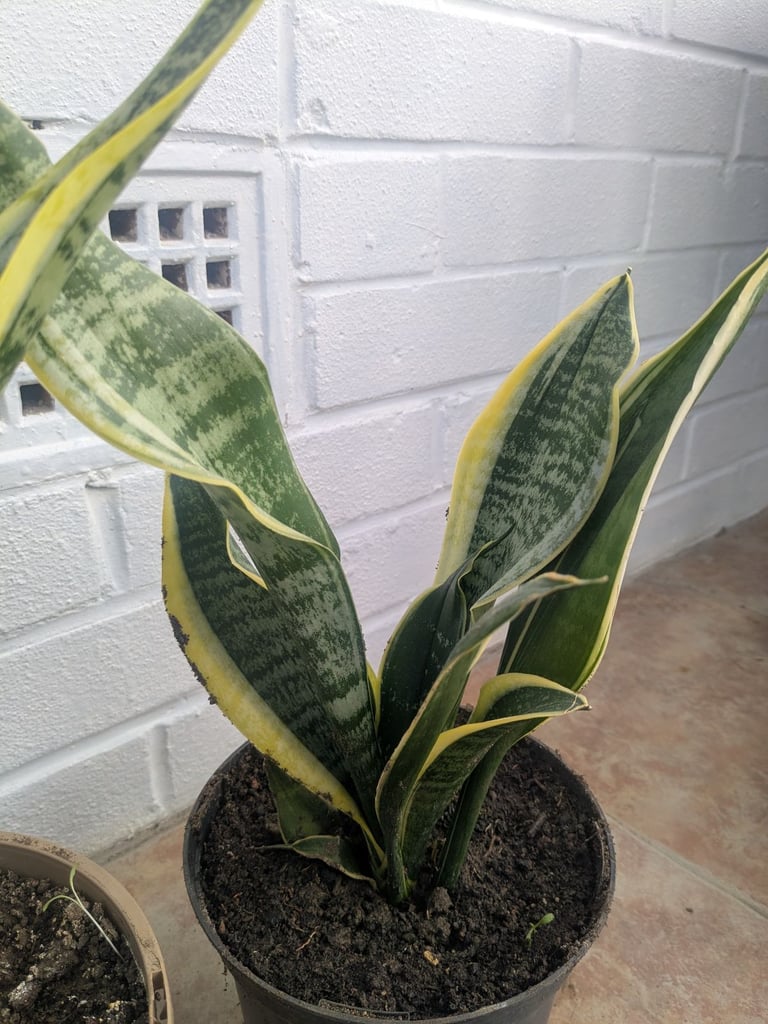 Snake plant, mother-in-law's tongue, filter toxins from the air, around 10" high