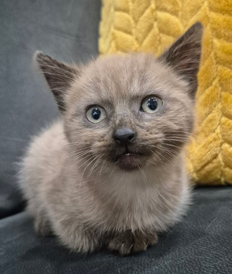 Brown, fluffy so adorable Kitten £250
