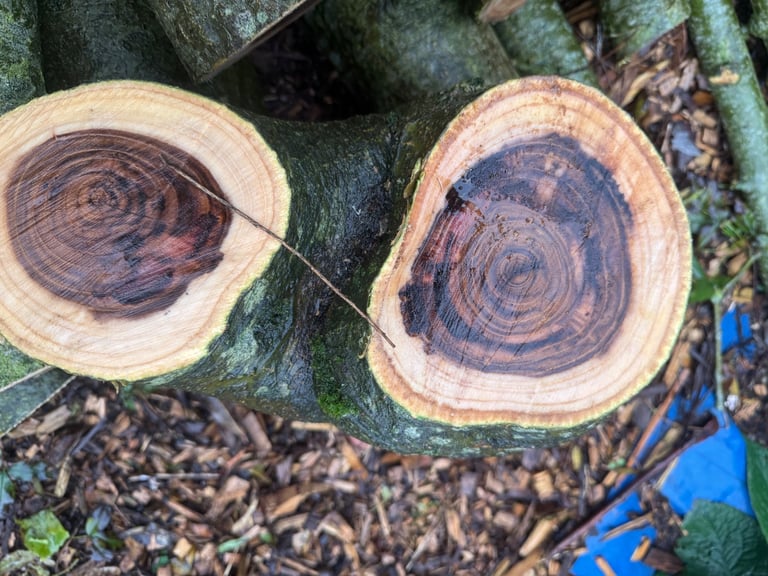 Laburnum logs for woodturning 