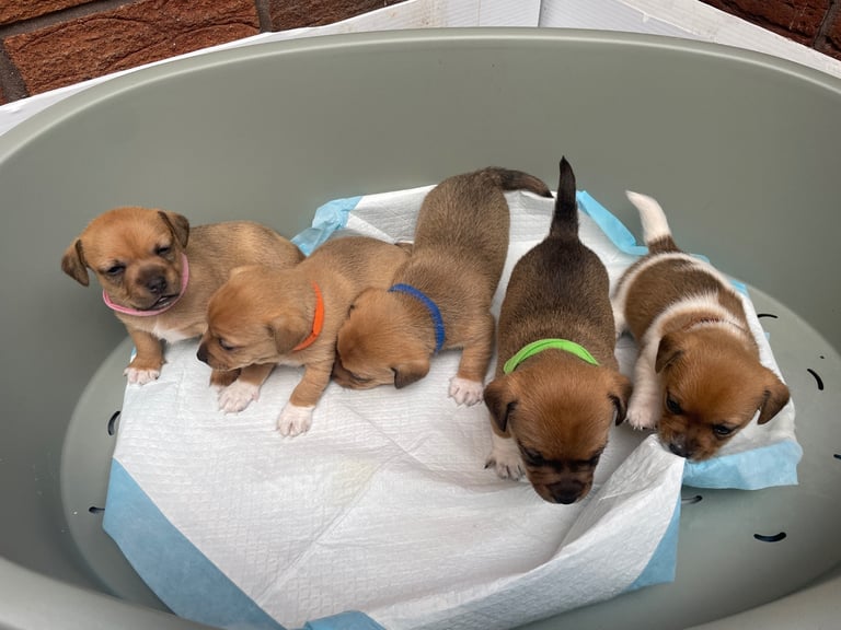 Jack Russell Pups