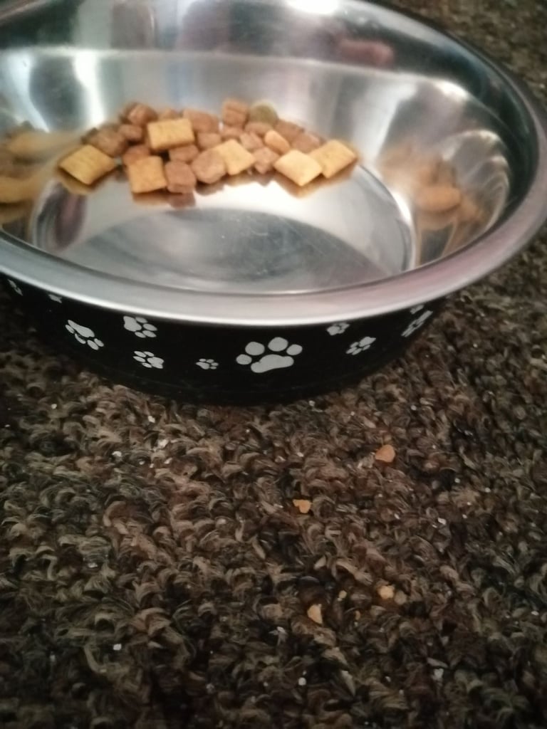 image for Pet bowls 