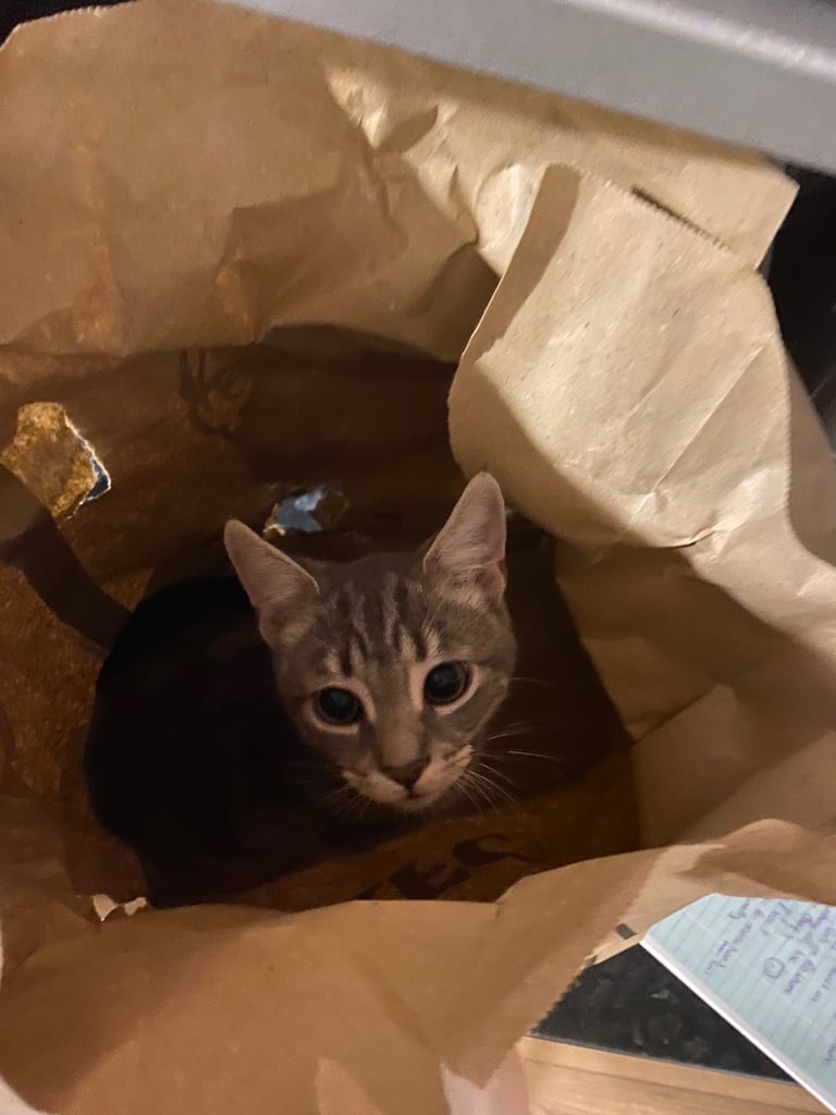 Stunning grey tabby kitten