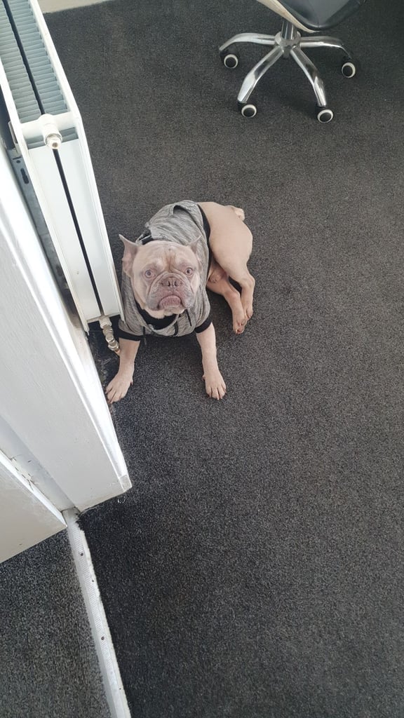 image for Kc registered french bulldog 