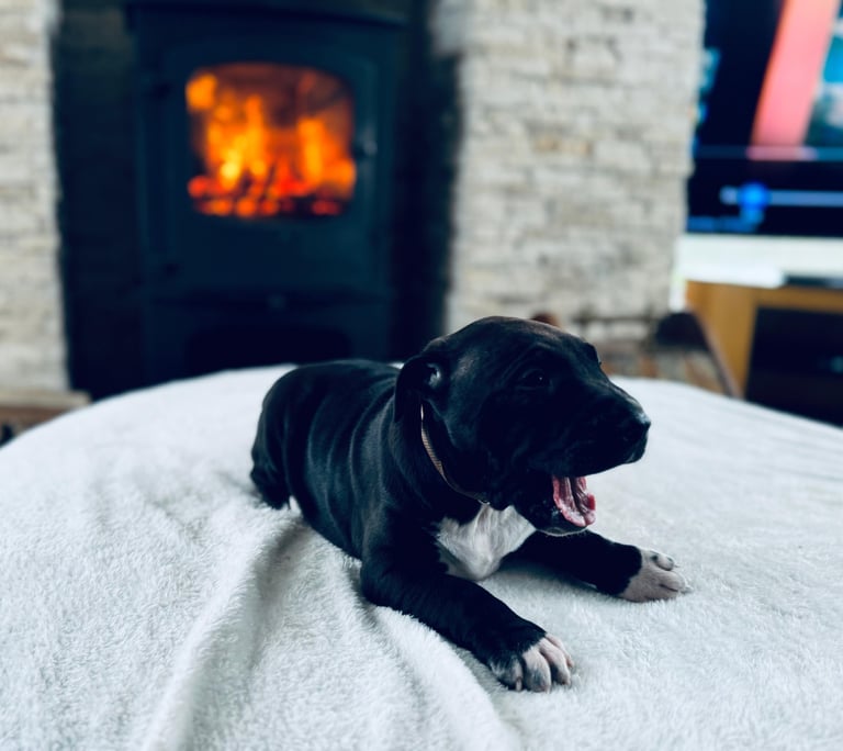 Staffordshire x English bull terrier puppy’s 