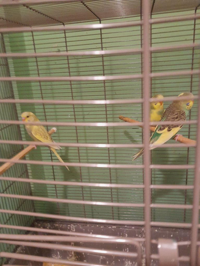 Baby budgies