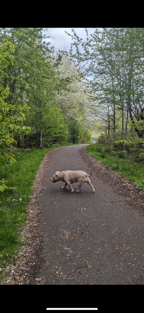 Sweetest Nala looking for a new home 