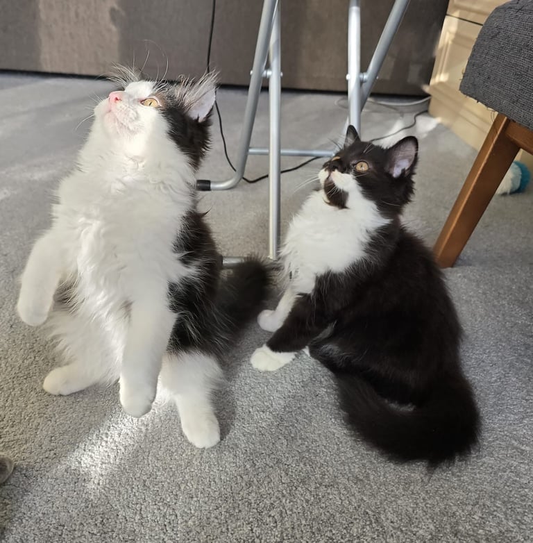 British Long Hair Kittens
